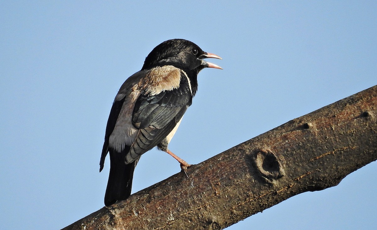 Rosy Starling - ML644403171
