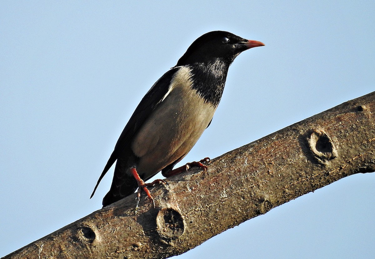 Rosy Starling - ML644403172