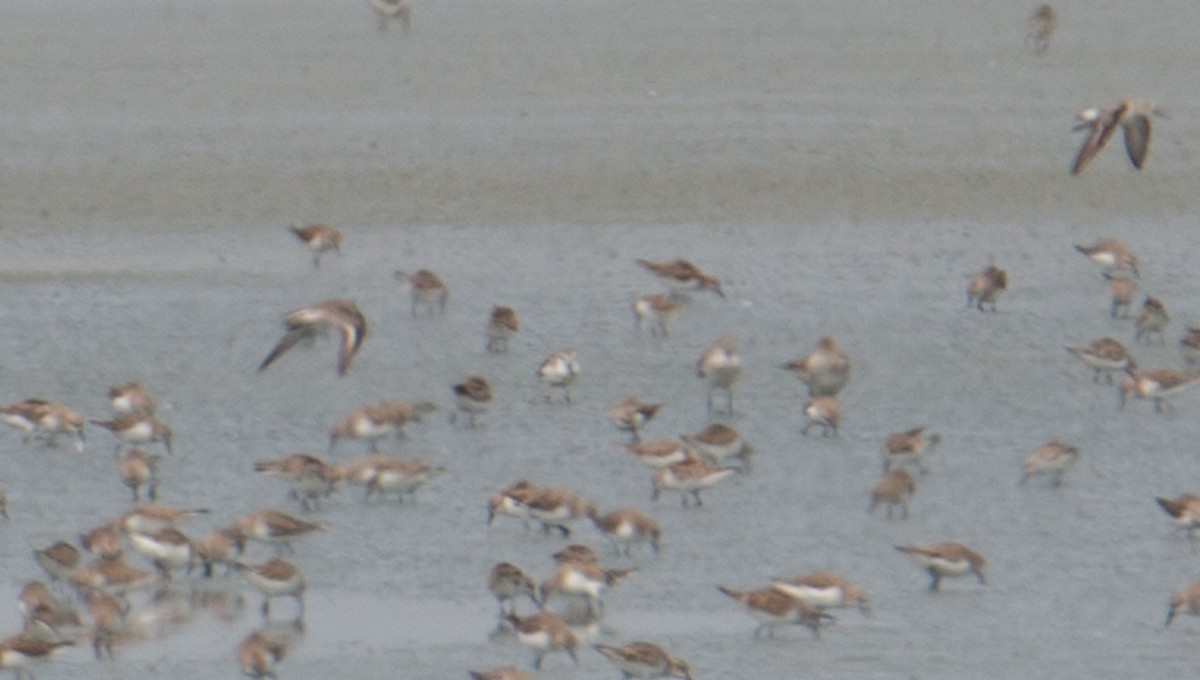 Spoon-billed Sandpiper - ML644403179