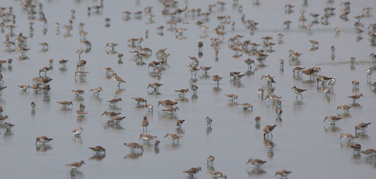 Spoon-billed Sandpiper - ML644403180