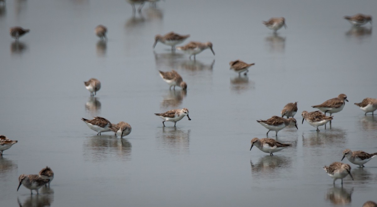 Spoon-billed Sandpiper - ML644403181