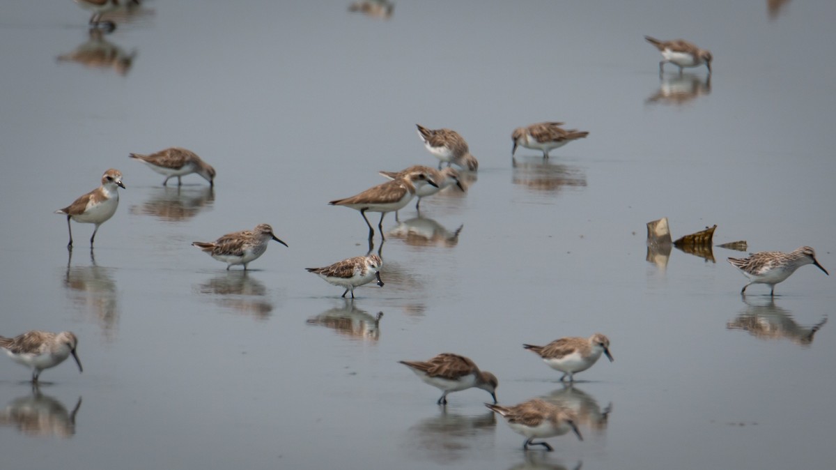 Spoon-billed Sandpiper - ML644403182