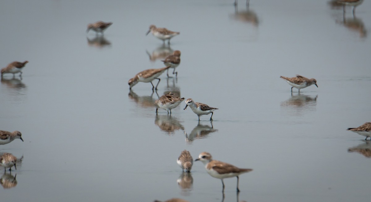 Spoon-billed Sandpiper - ML644403183