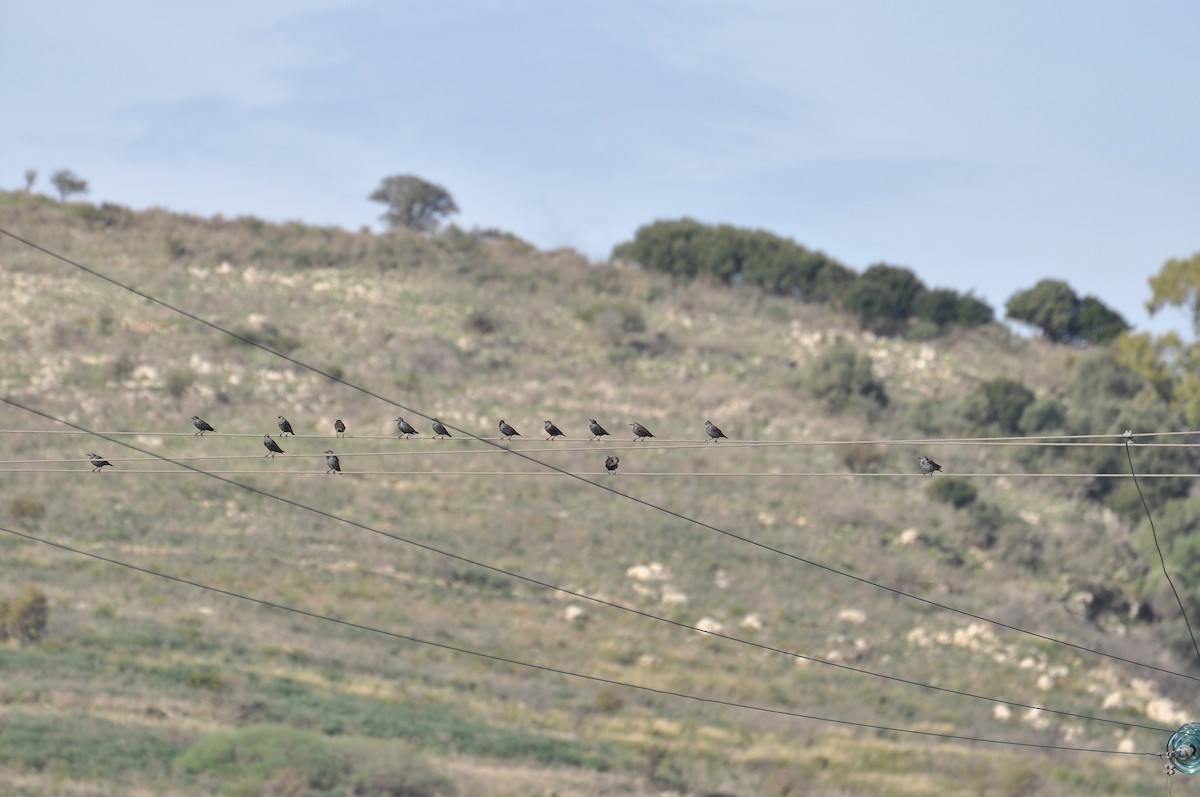 歐洲椋鳥 - ML644403184