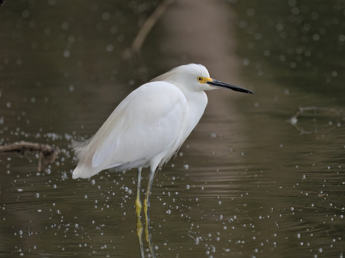 ユキコサギ - ML644403193