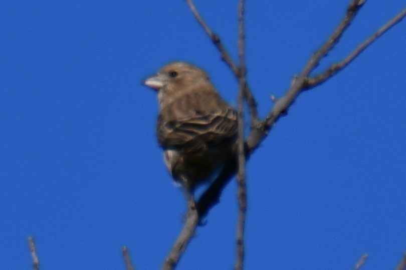 Чечевиця садова - ML644403194