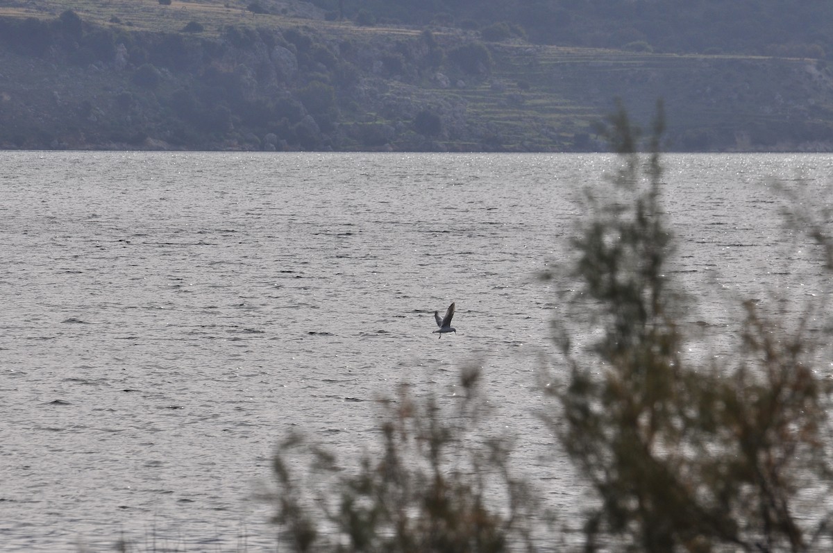 Slender-billed Gull - ML644403201