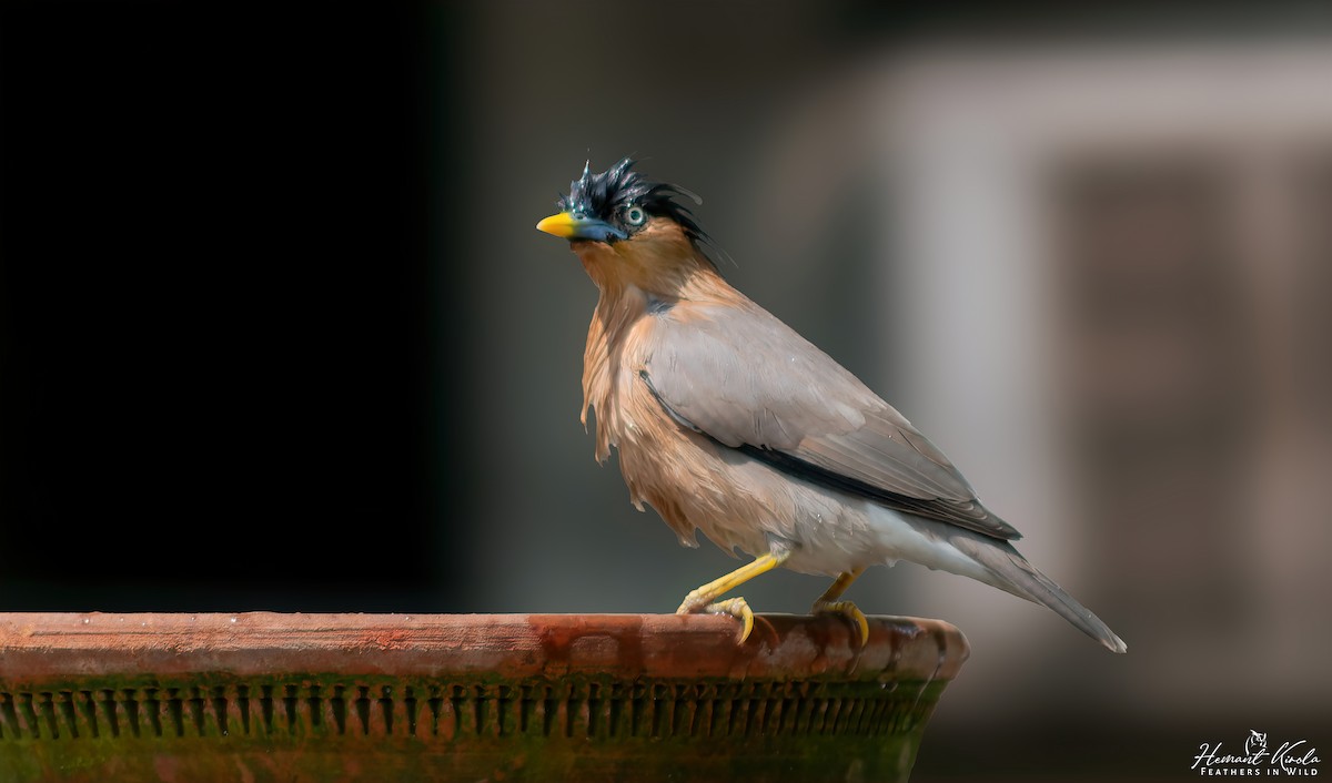 Brahminy Starling - ML644403202