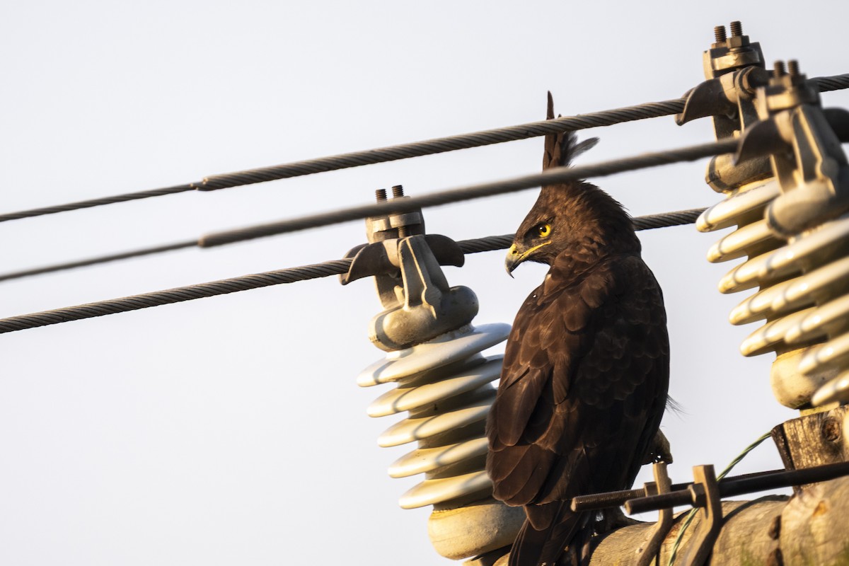 Long-crested Eagle - ML644403204