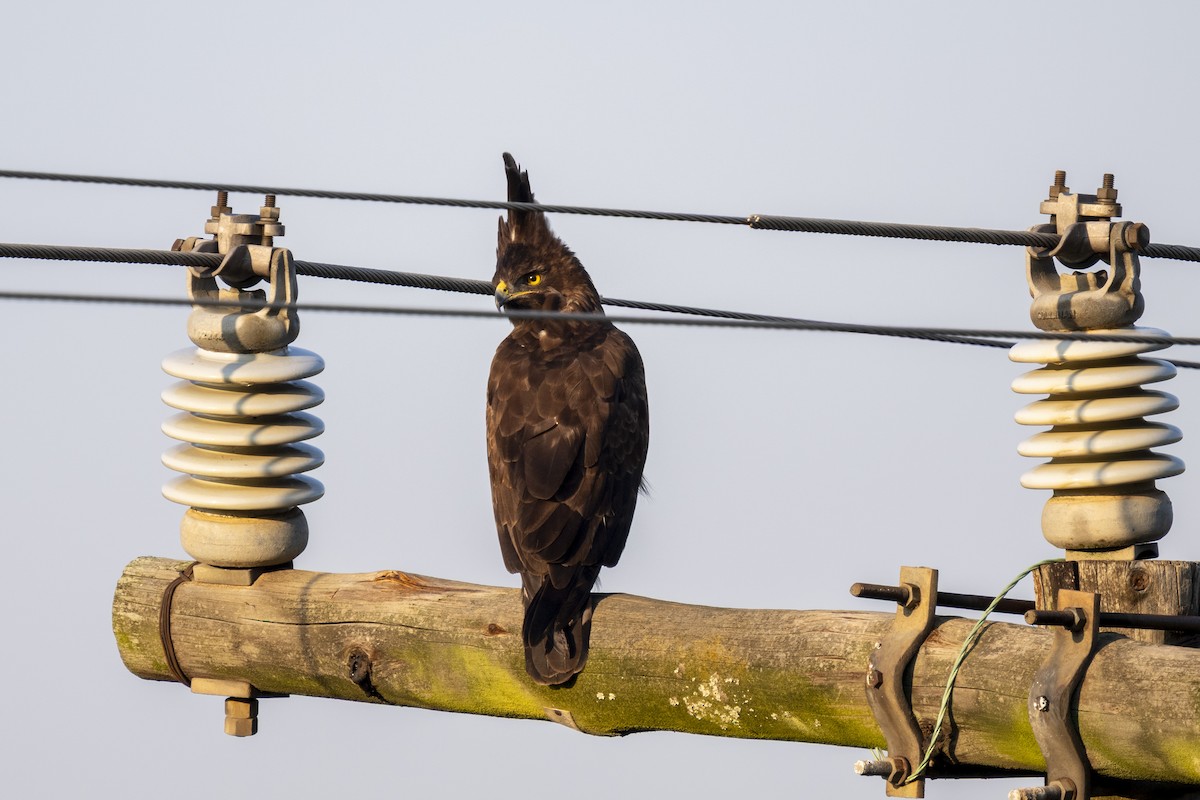 Long-crested Eagle - ML644403205