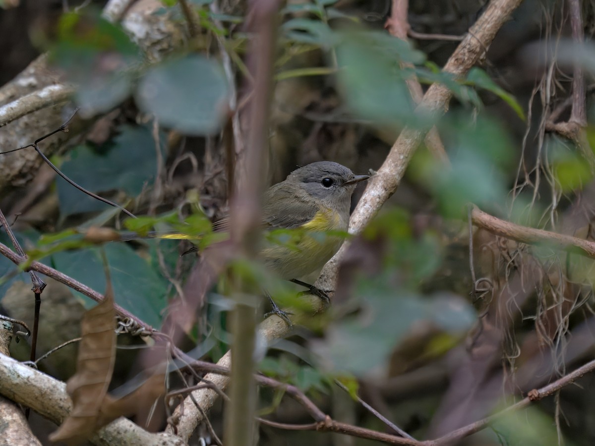 American Redstart - ML644403209