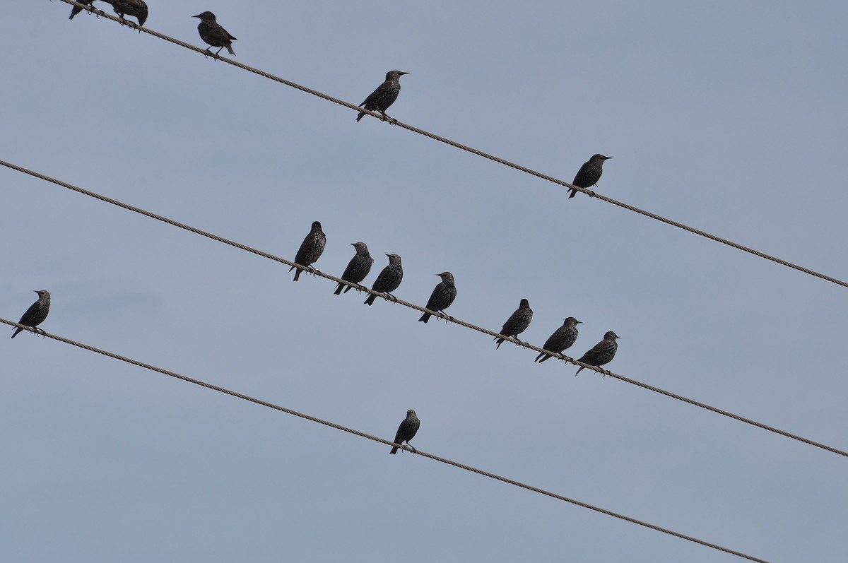 歐洲椋鳥 - ML644403216