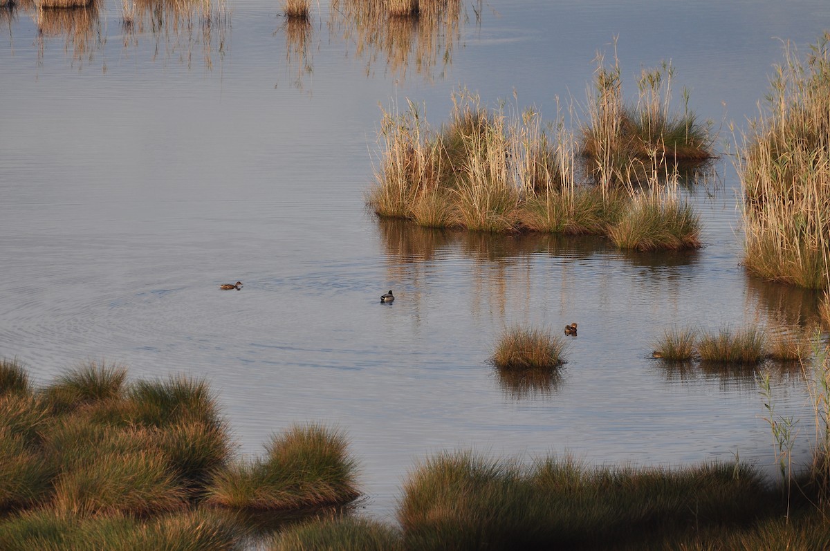 綠頭鴨 - ML644403233