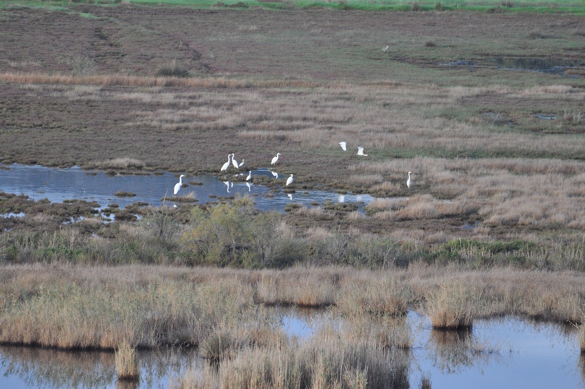 小白鷺 - ML644403237