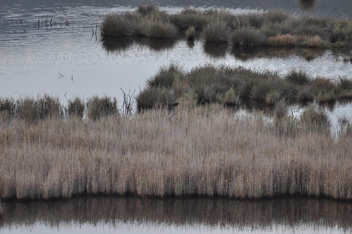 西方澤鵟 - ML644403250