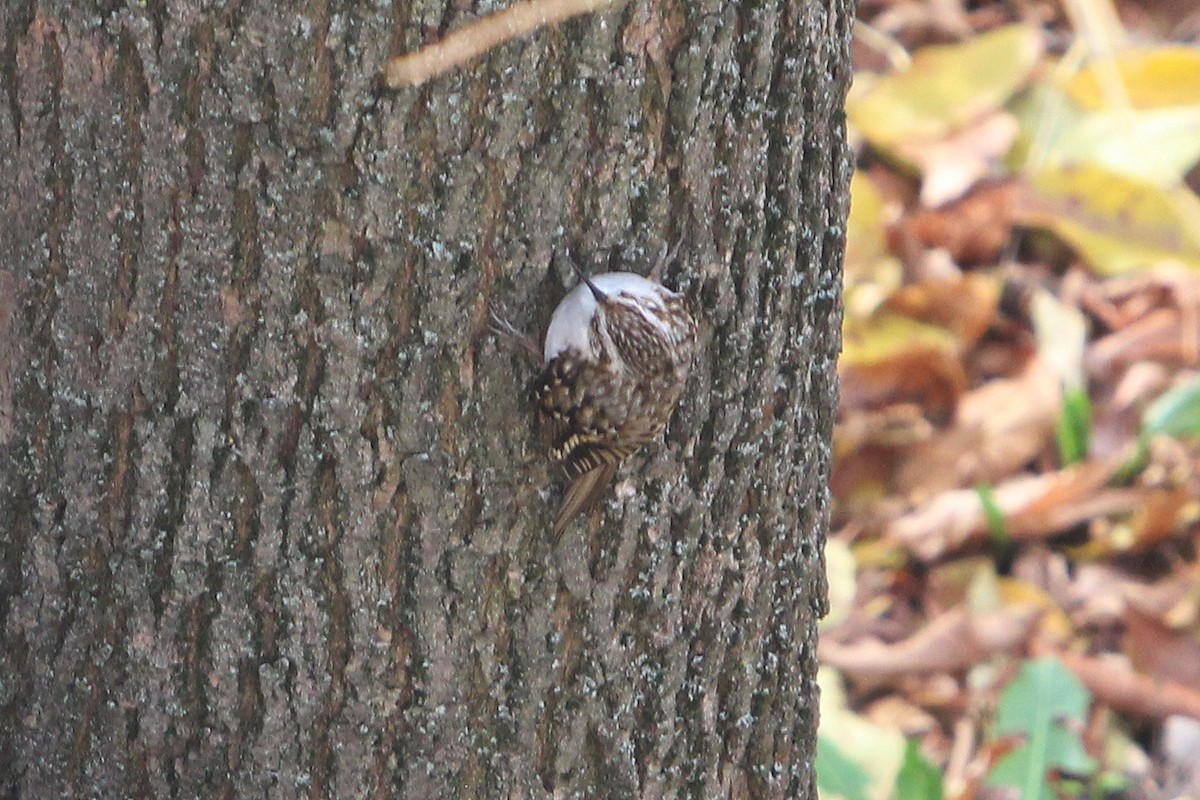 Хөвчийн бялзуумар - ML644403262