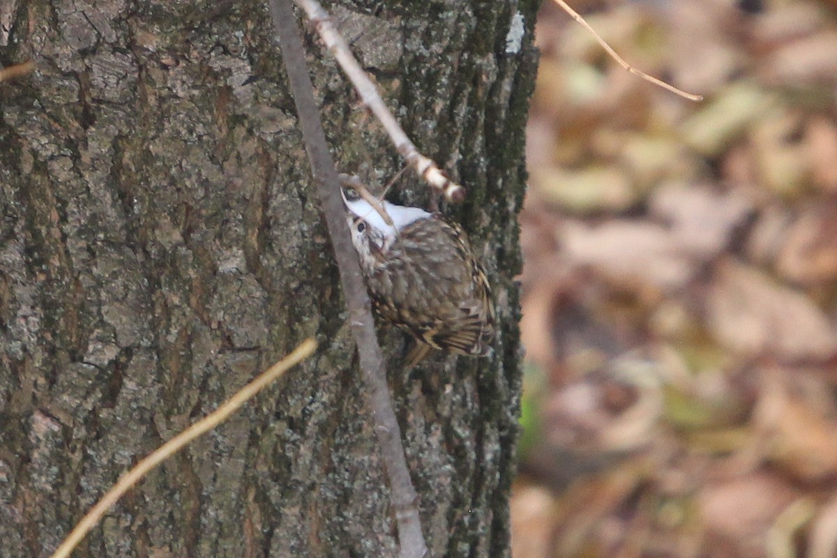 Хөвчийн бялзуумар - ML644403264