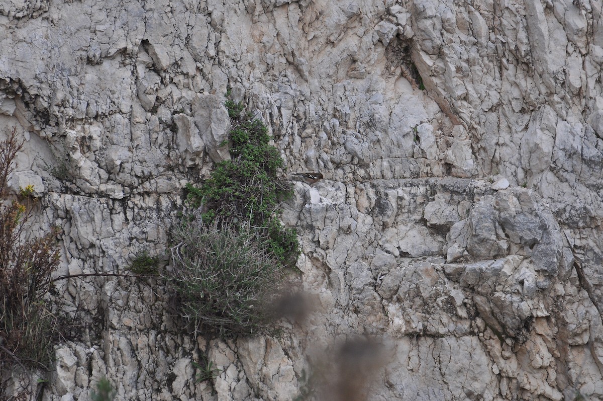 Common Chaffinch - ML644403267