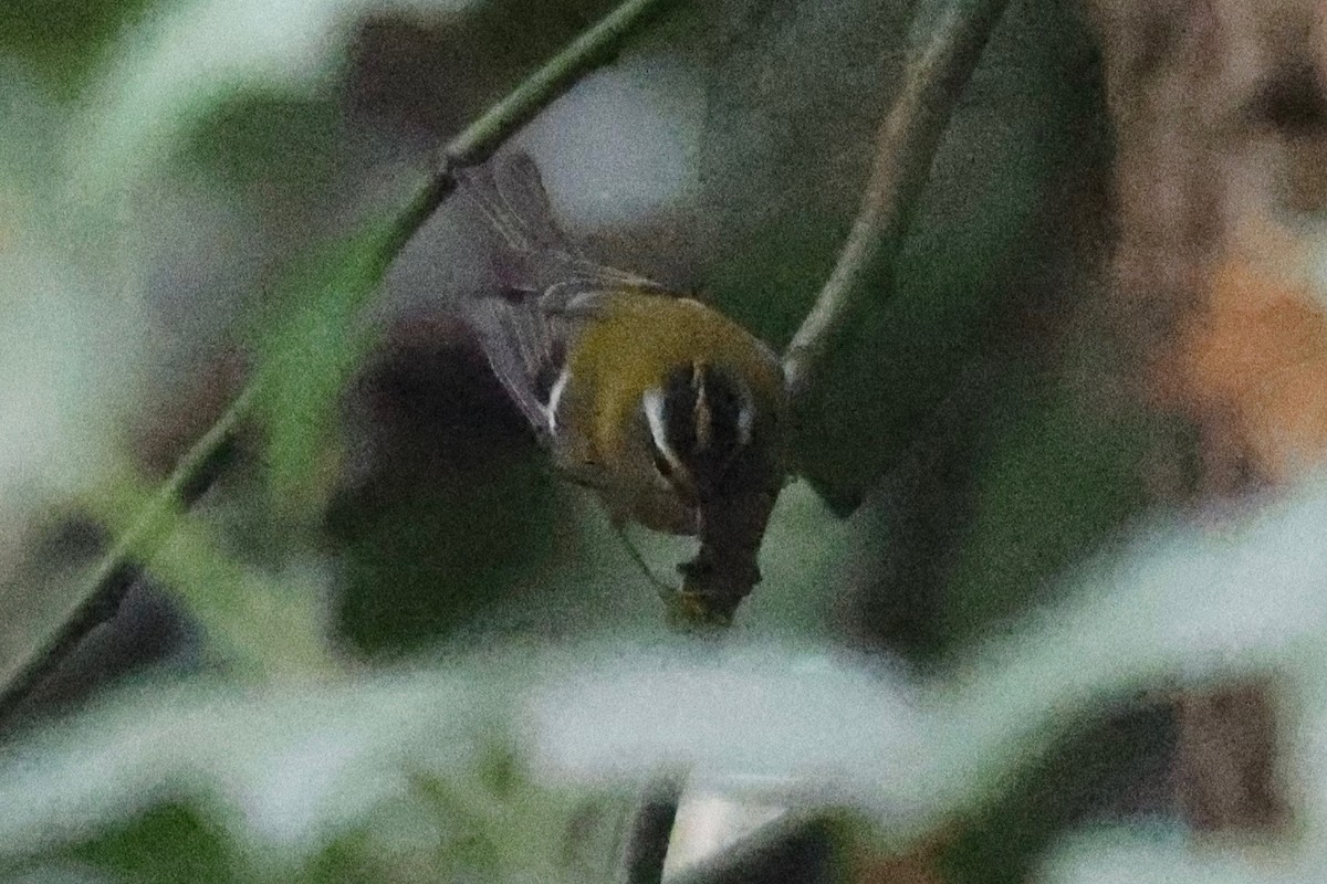 Common Firecrest - ML644403278