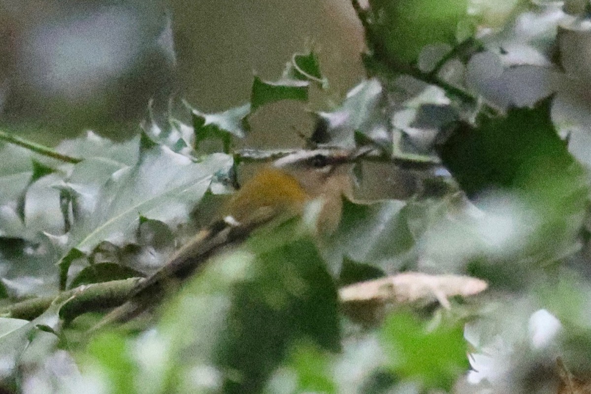 Common Firecrest - ML644403279