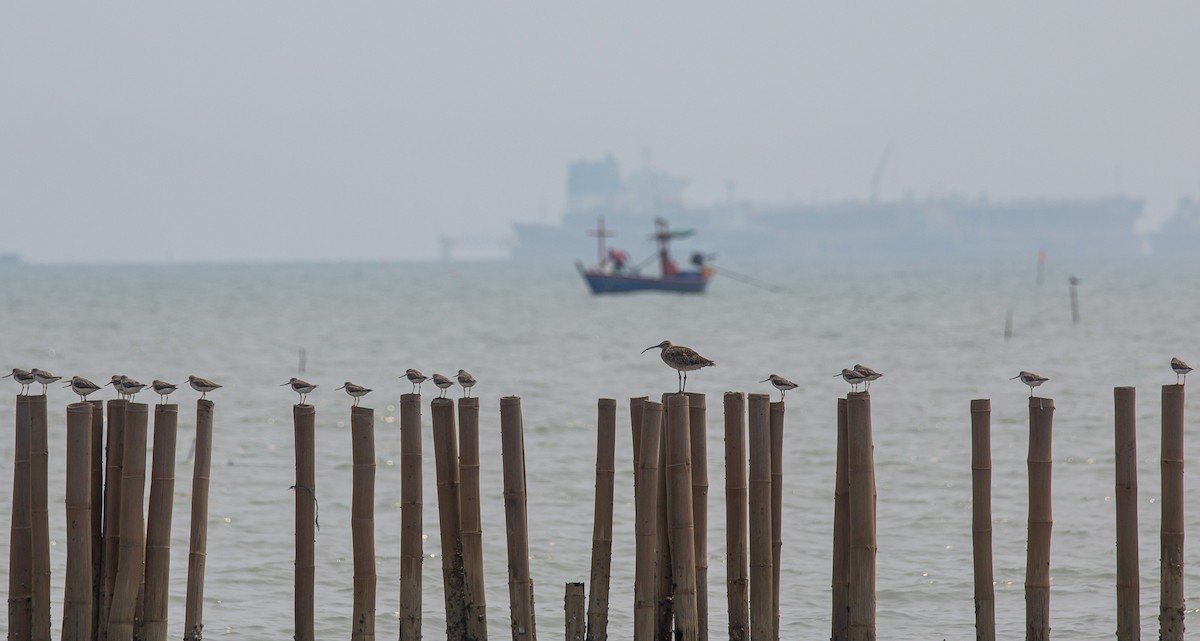 tereksnipe - ML644403285