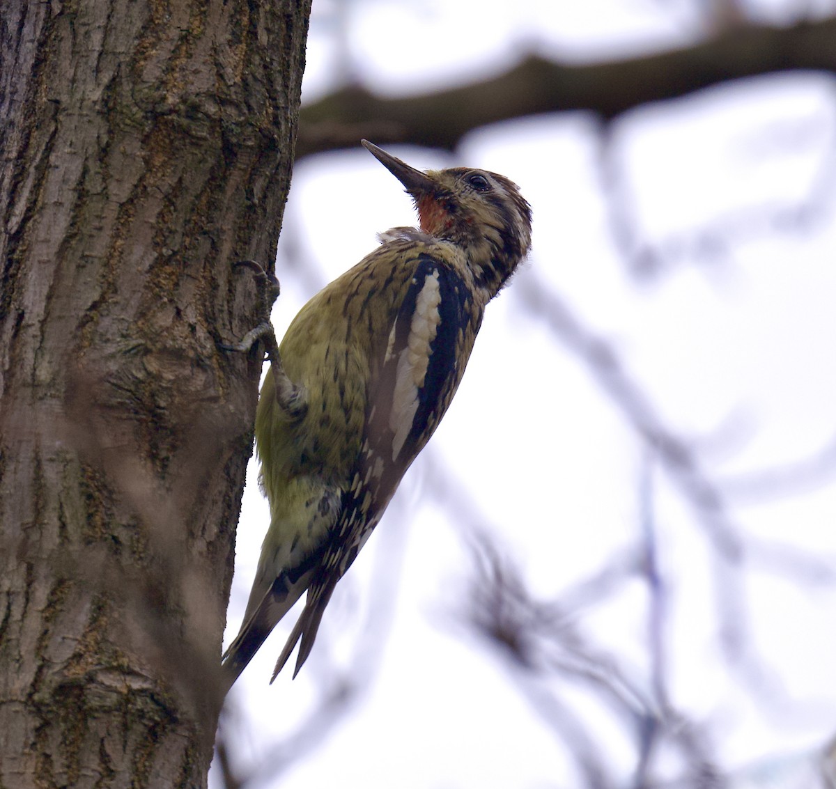 Gelbbauch-Saftlecker - ML644403304