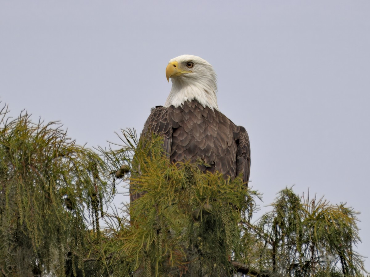 Белоголовый орлан - ML644403305