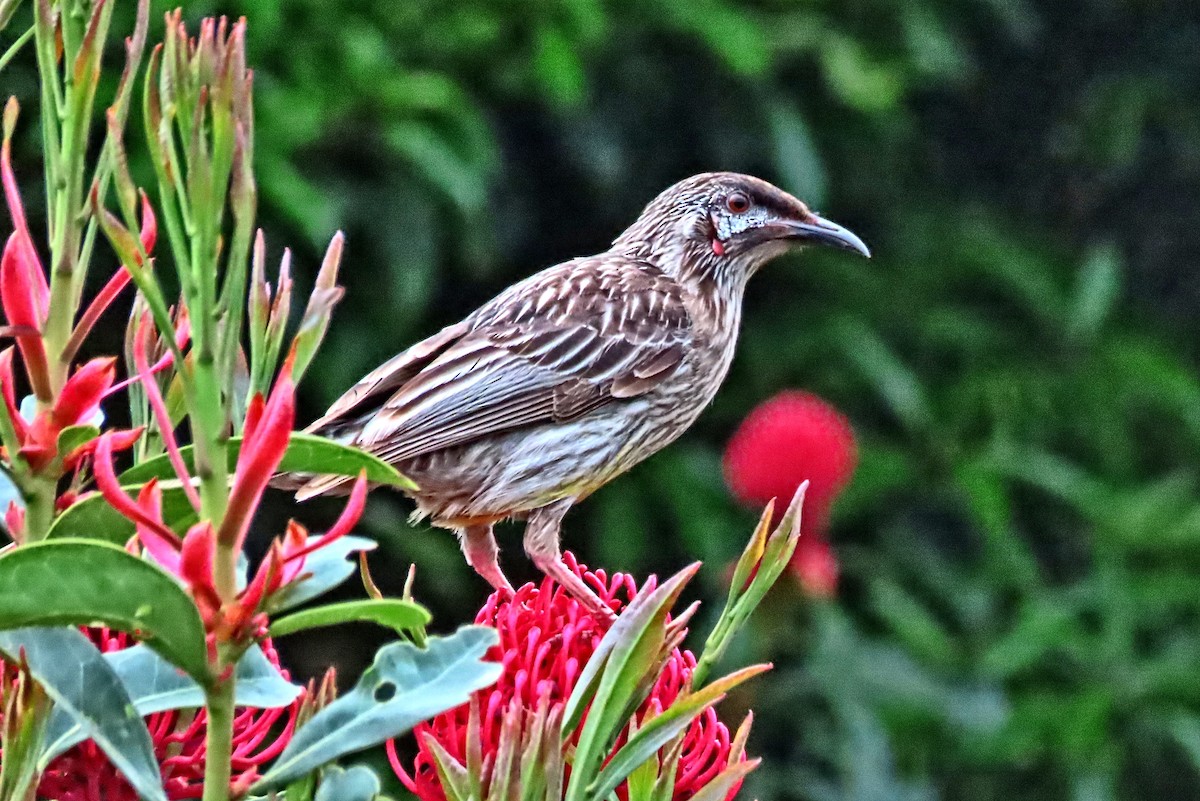 Red Wattlebird - ML644403306