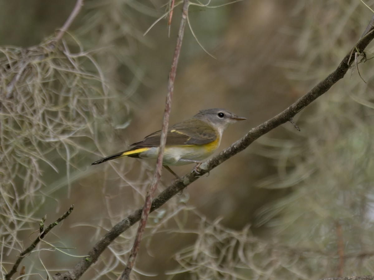 American Redstart - ML644403307