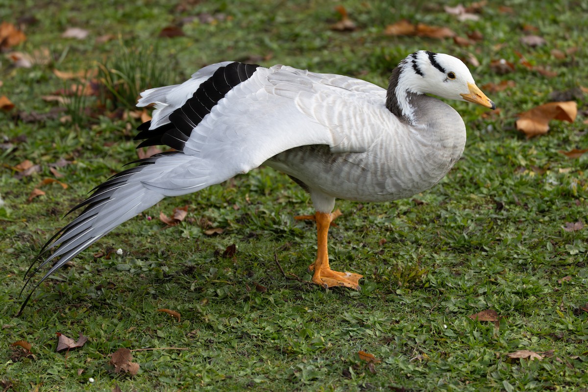 Гуска гірська - ML644403309