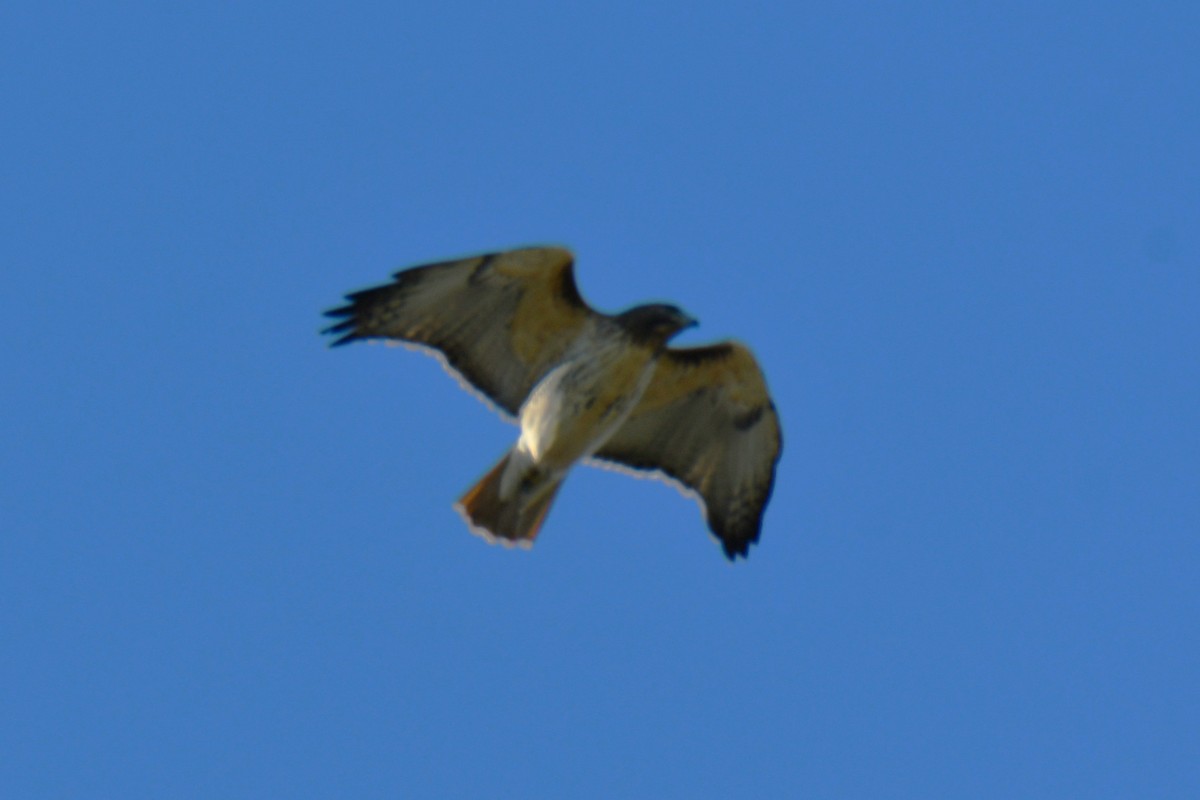 Red-tailed Hawk - Carmen Ricer