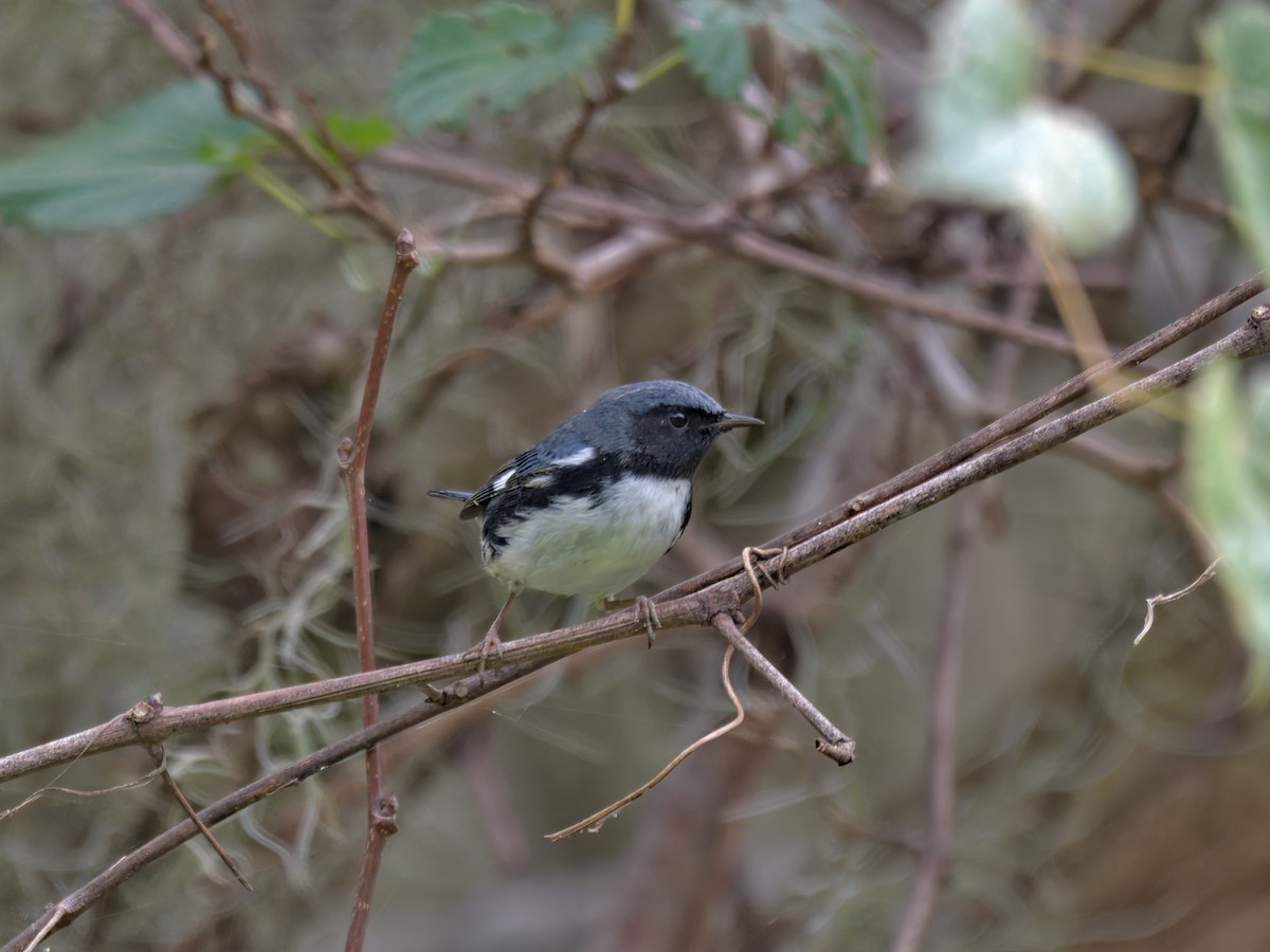Black-throated Blue Warbler - ML644403326