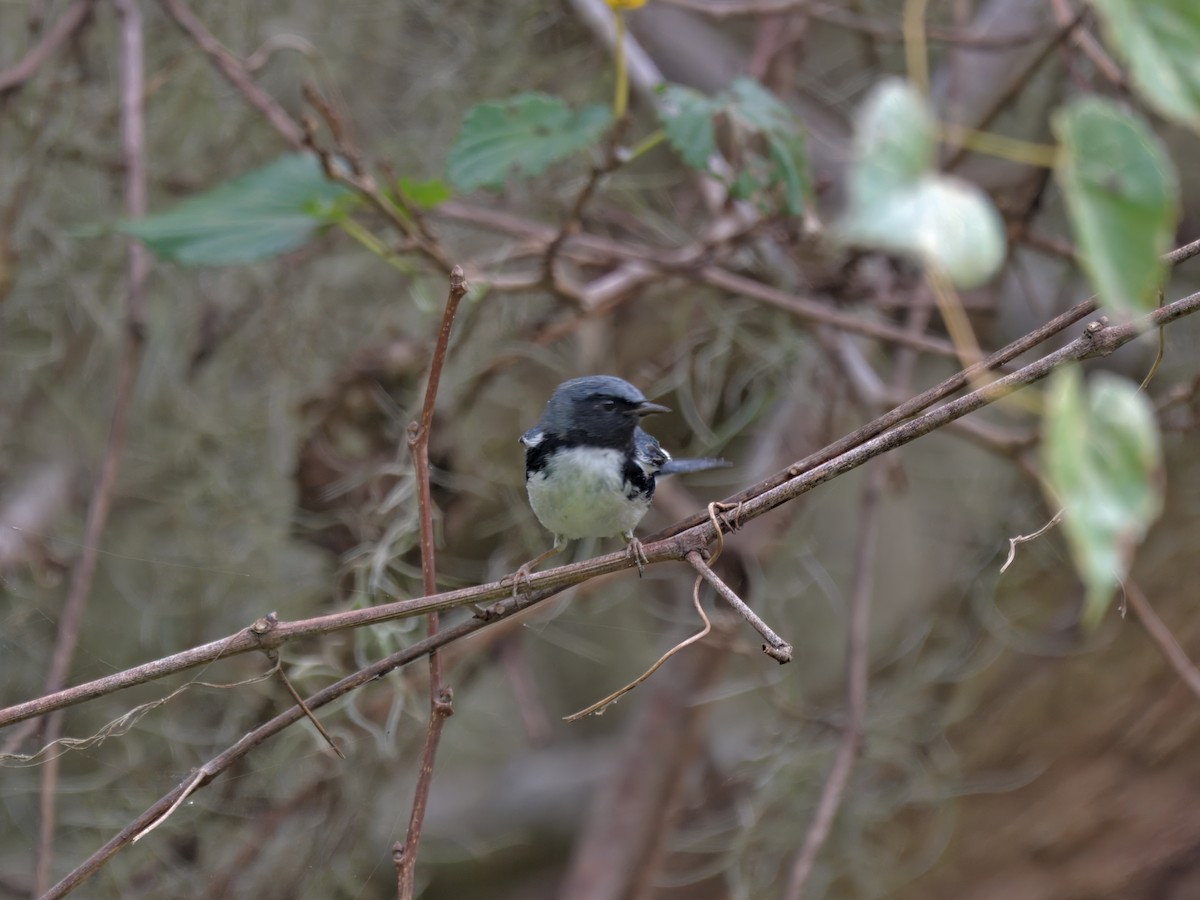 Black-throated Blue Warbler - ML644403327