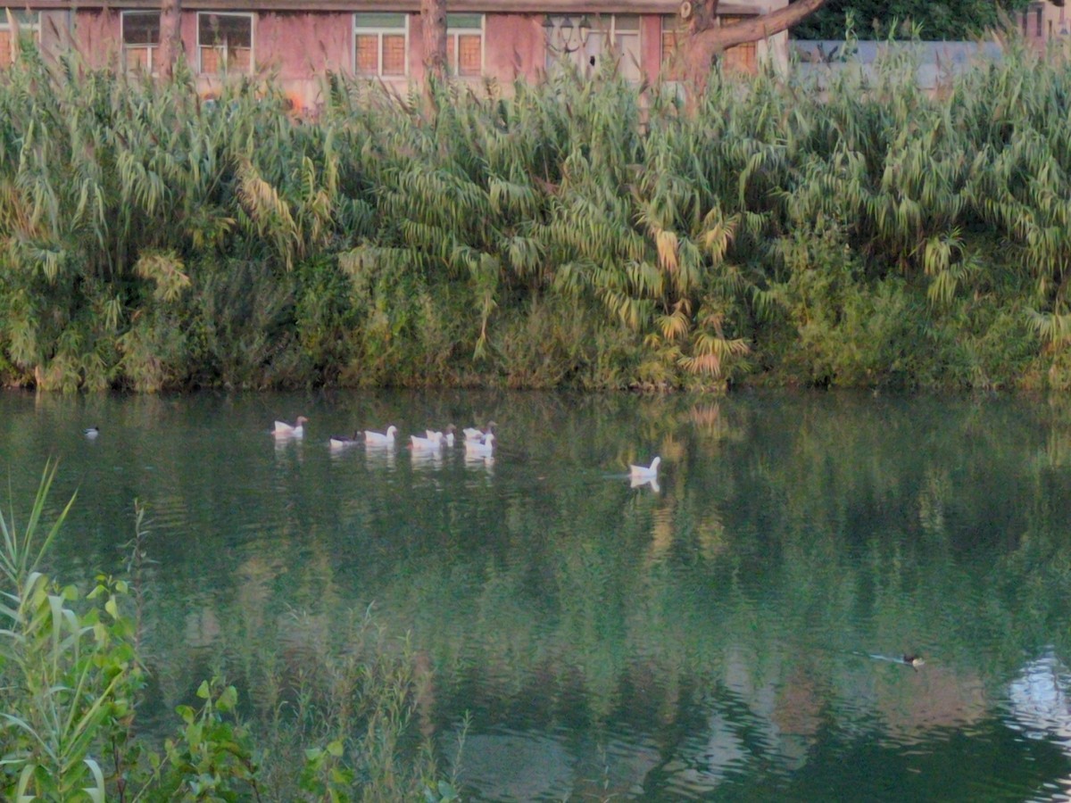 Серый гусь (Одомашненного типа) - ML644403328