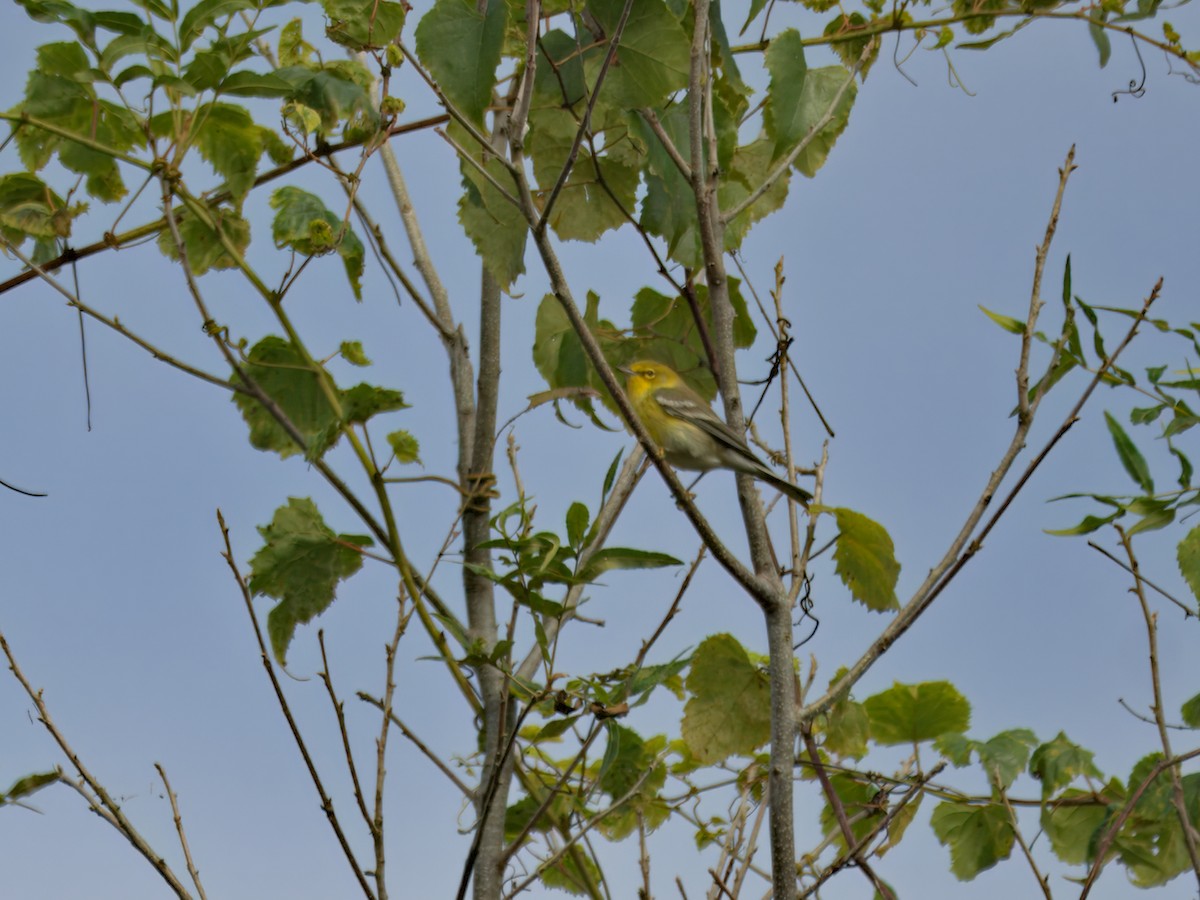 סבכון אורנים - ML644403332