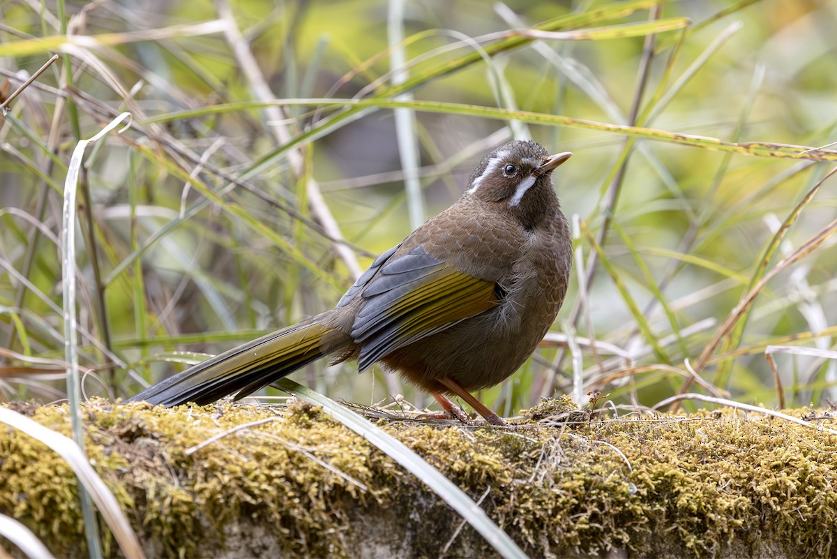 Garrulaxe du Morrison - ML644403340