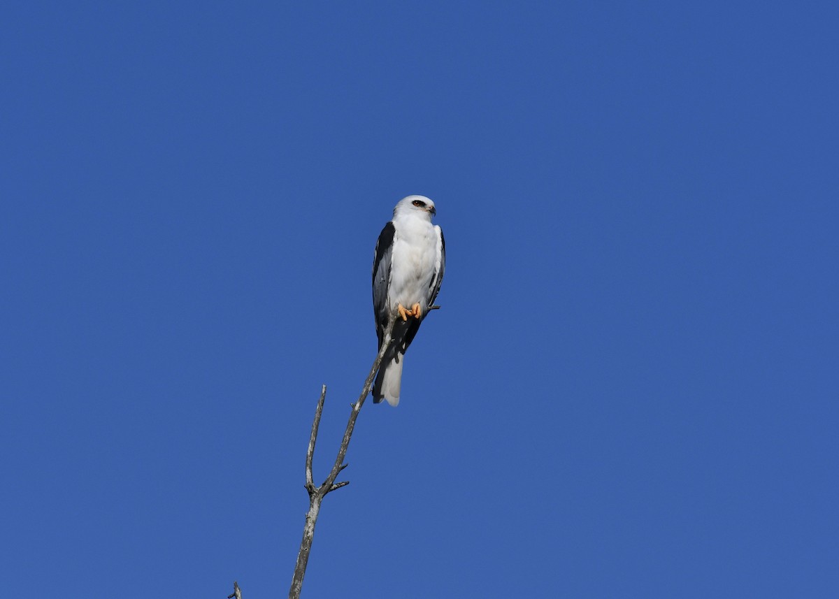 White-tailed Kite - ML644403344