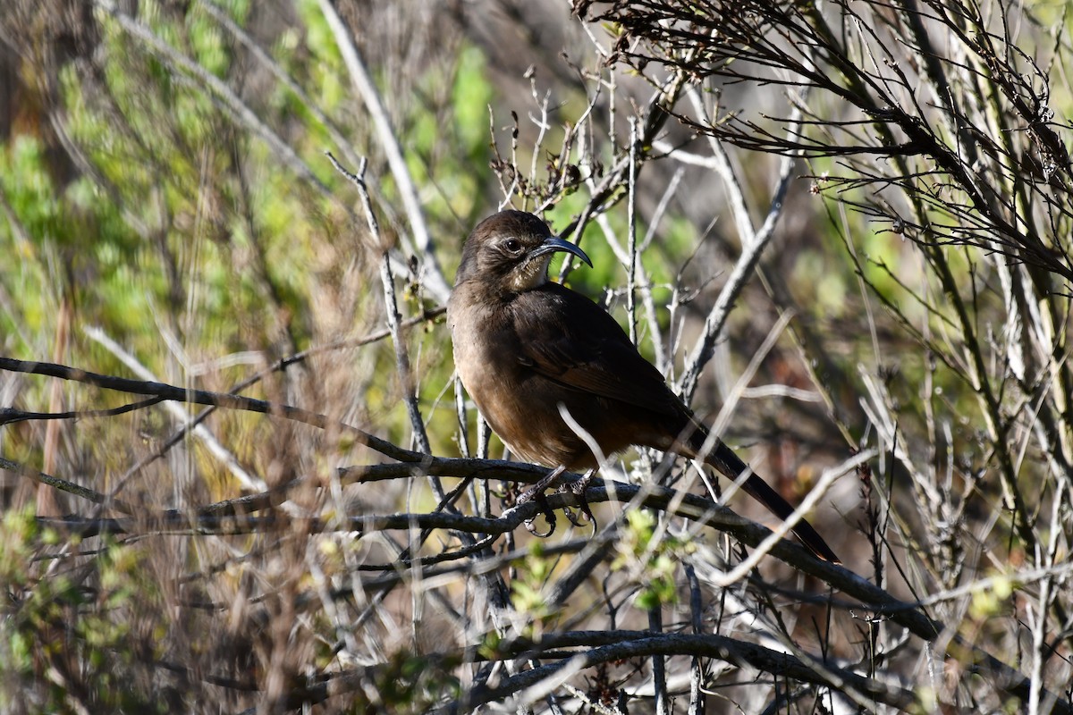 California Thrasher - ML644403346