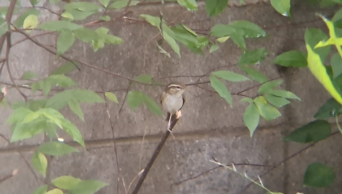 Вівчарик світлоногий - ML644403347