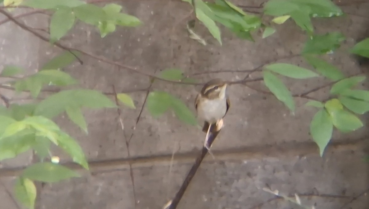 Вівчарик світлоногий - ML644403348