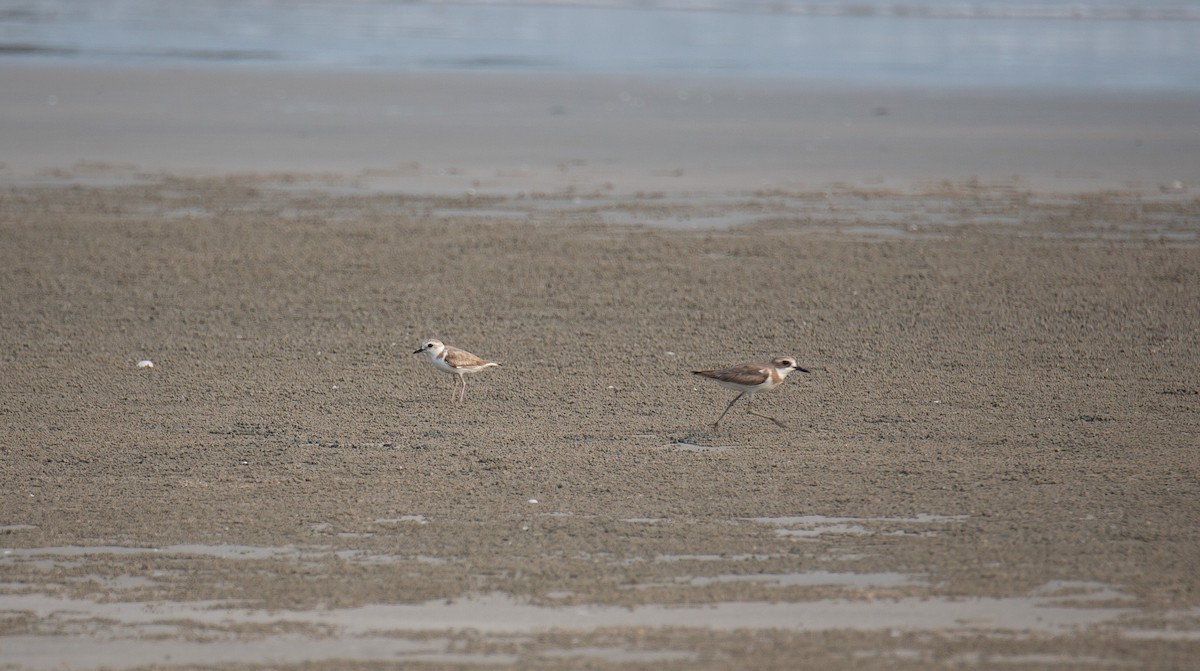 White-faced Plover - ML644403358