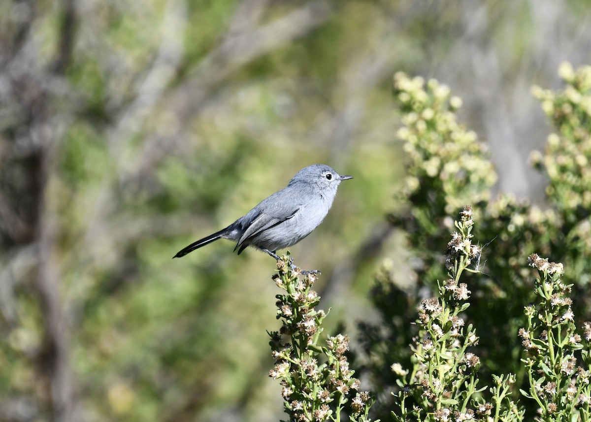 カリフォルニアブユムシクイ - ML644403359