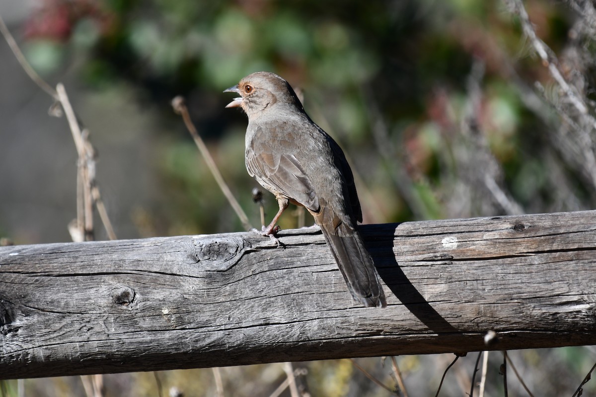 California Towhee - ML644403362