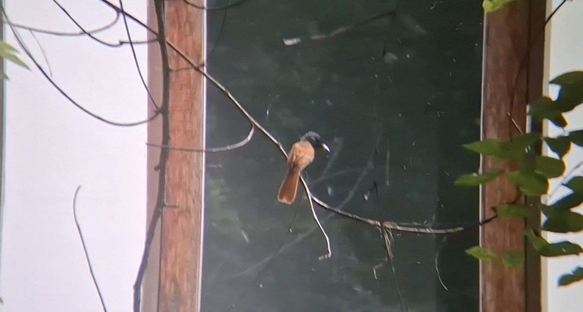 Tchitrec de Blyth - ML644403363