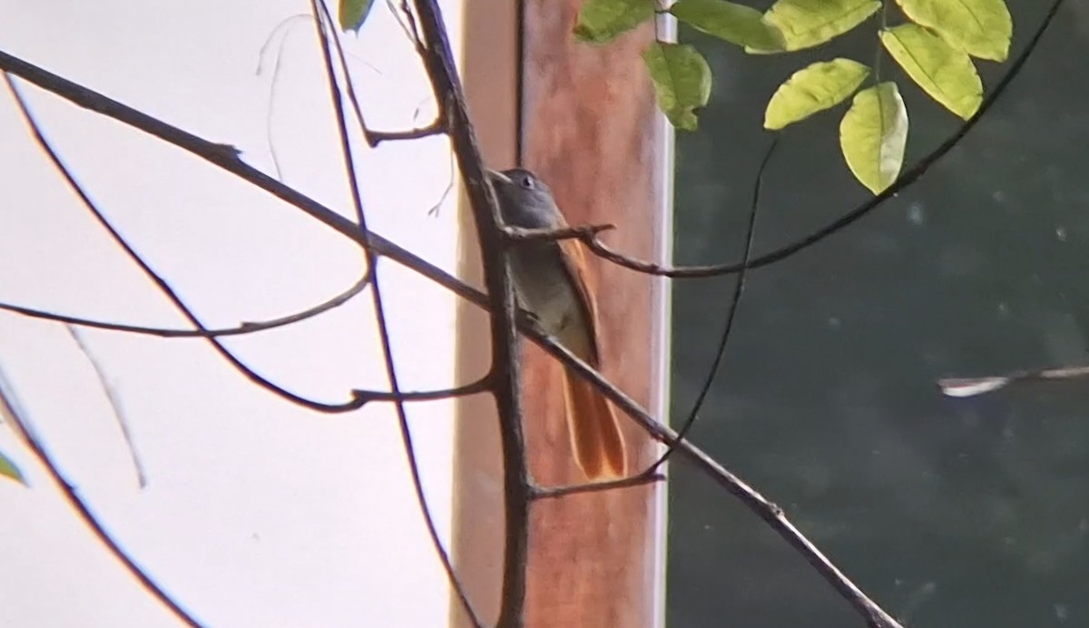 Tchitrec de Blyth - ML644403368