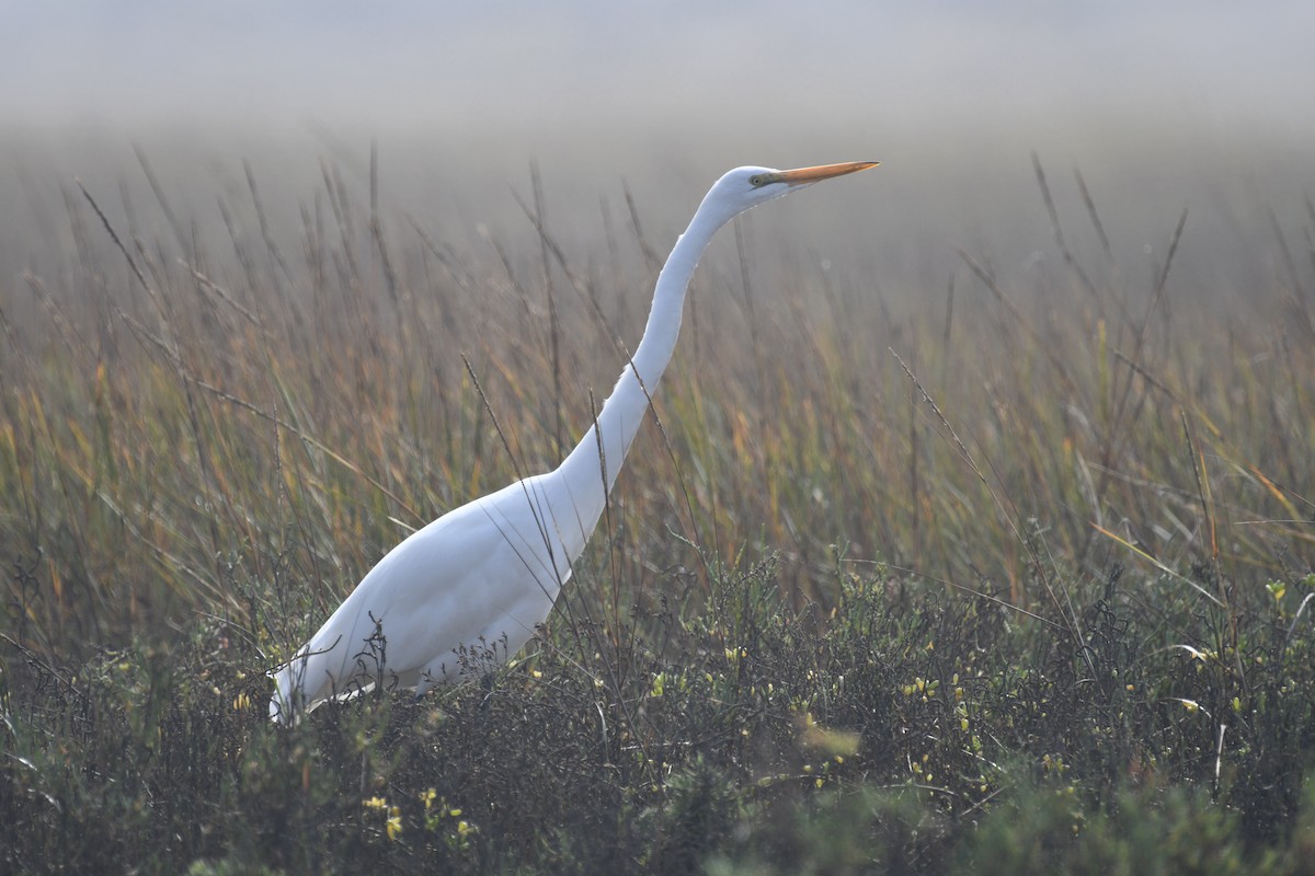 Great Egret - ML644403373