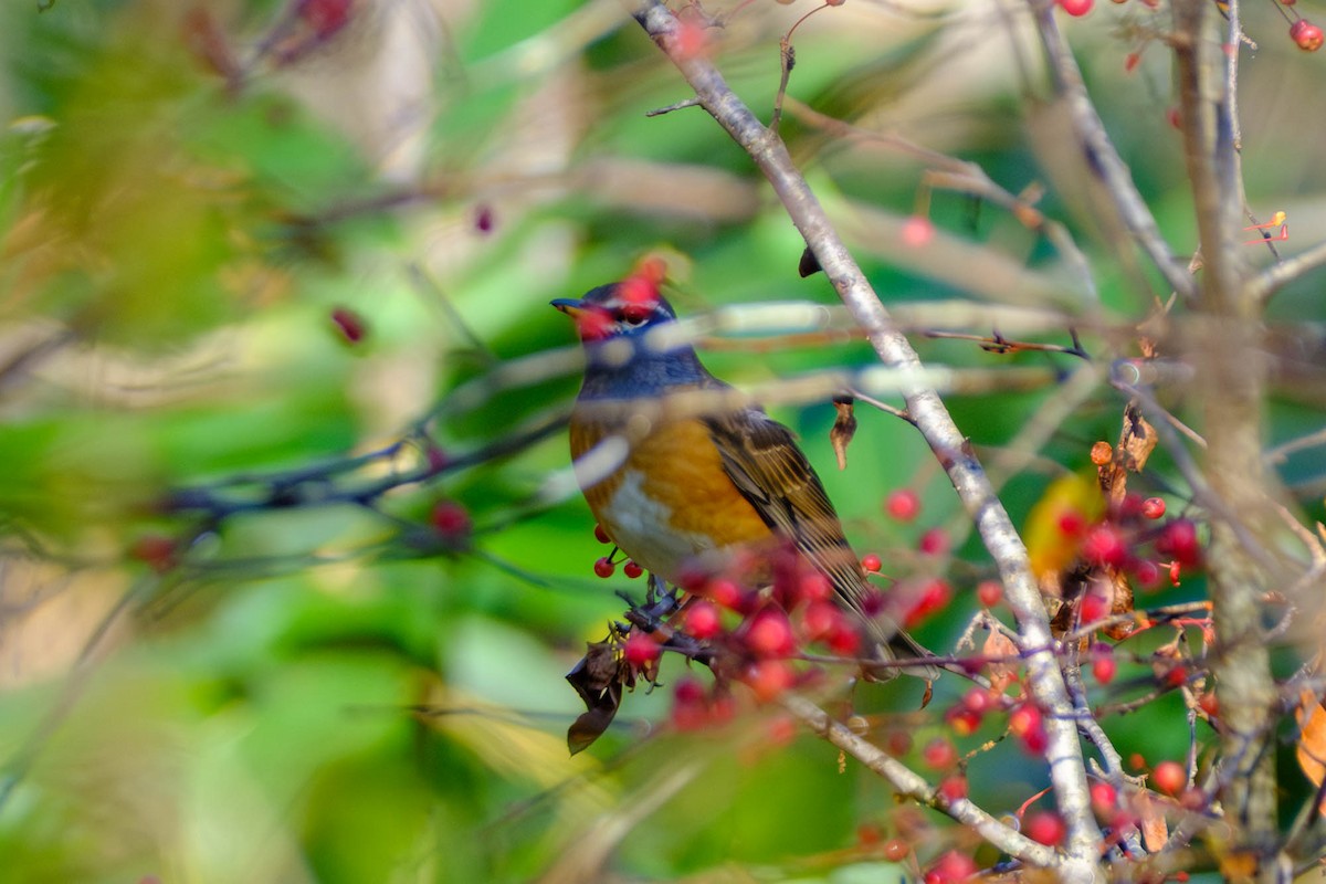 Халиун хөөндэй - ML644403375