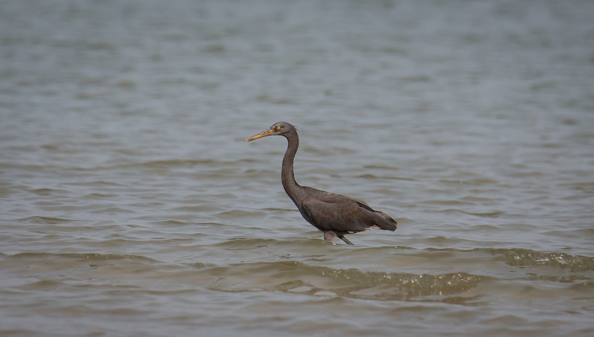 Pacific Reef-Heron - ML644403376