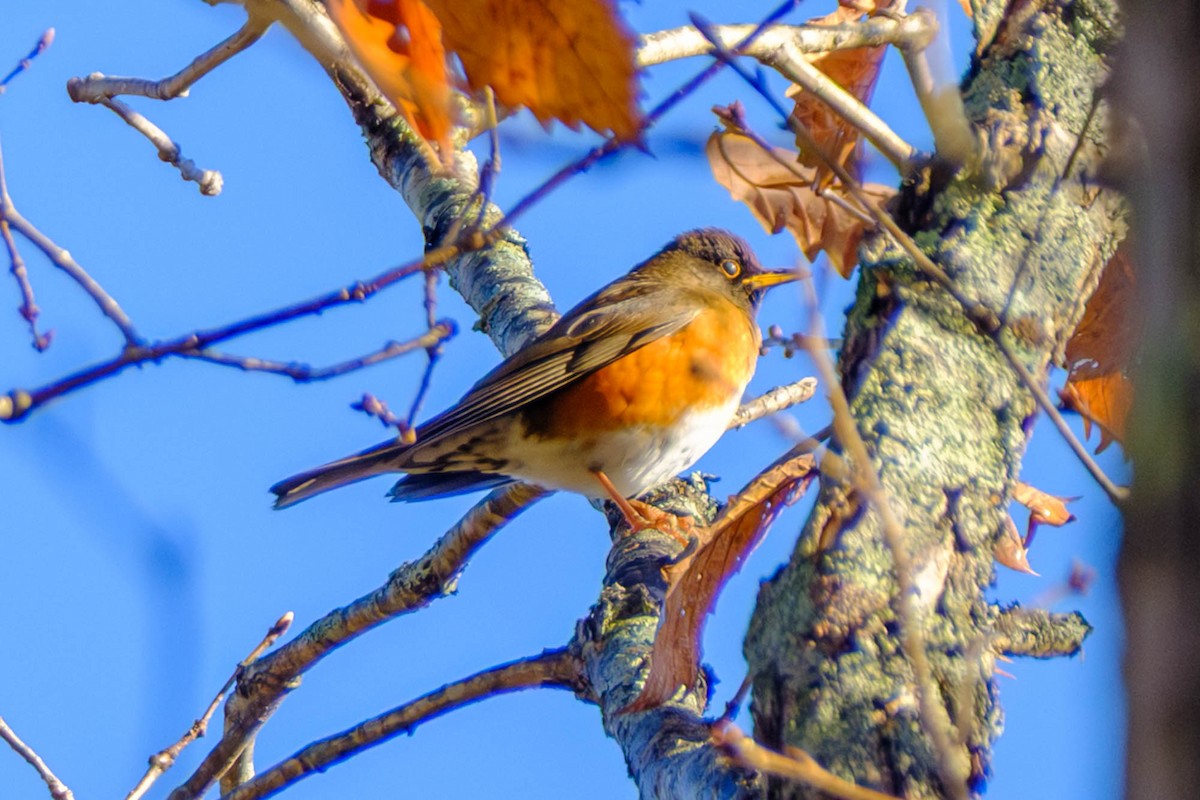 brunhodetrost - ML644403379