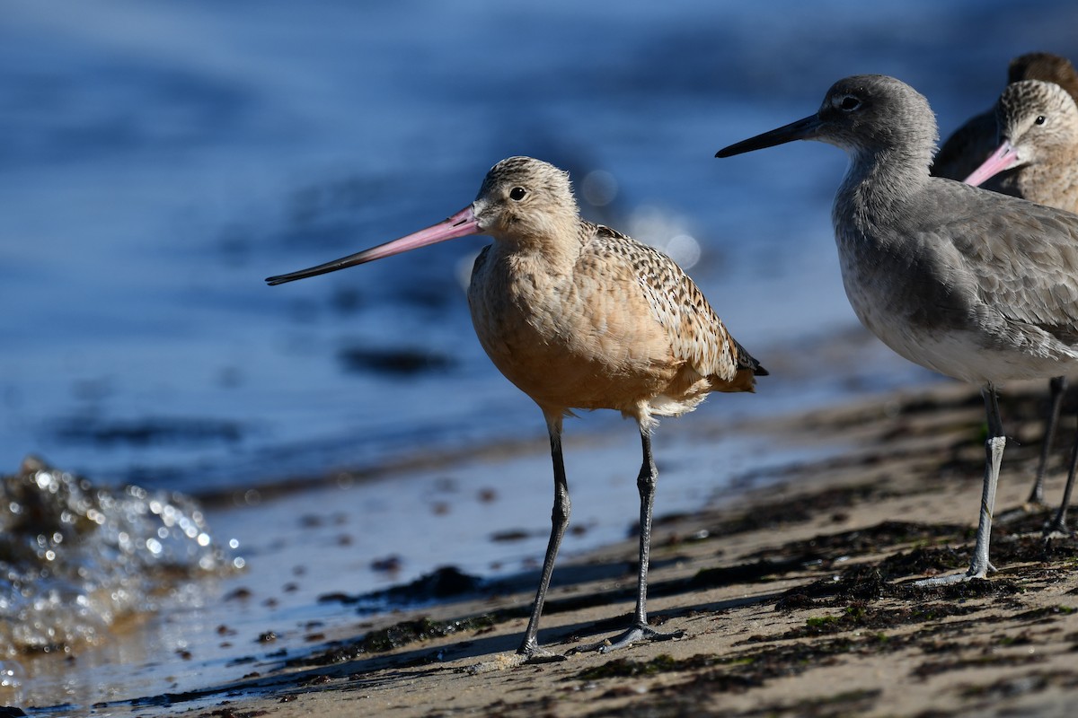 Marbled Godwit - ML644403382
